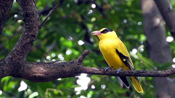 屏東縣的黃鸝Oriolus chinensis （2023-