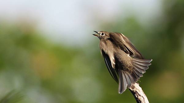 高雄市的寬嘴鶲 Brown Flycatcher （2