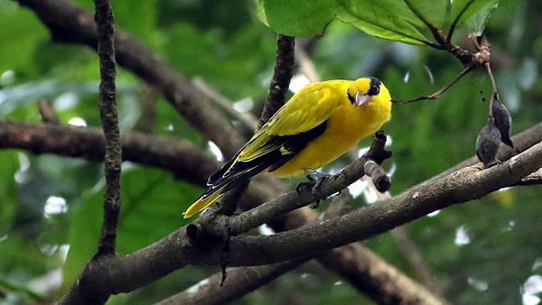 屏東縣的黃鸝Oriolus chinensis （2023-