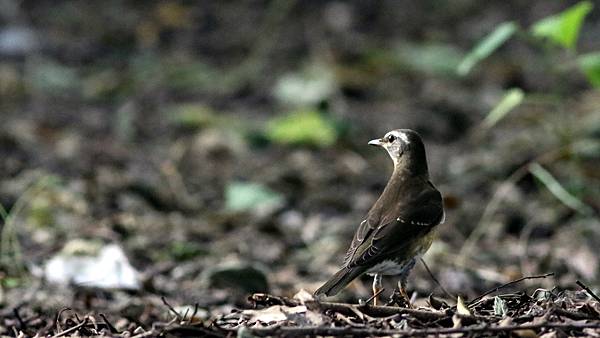 高雄市的白眉鶇Turdus obscurus （2023-