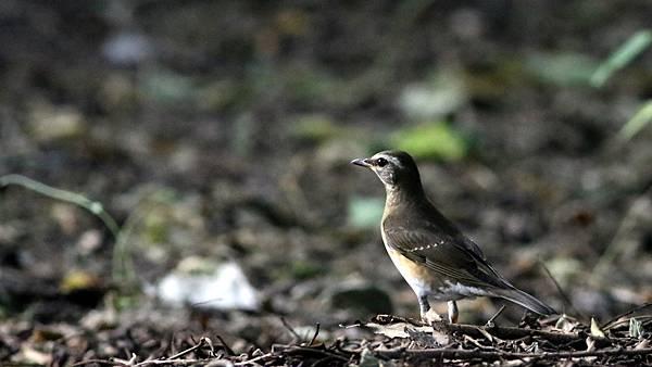 高雄市的白眉鶇Turdus obscurus （2023-