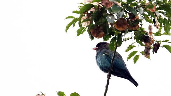 屏東縣的三寶鳥Eurystomus orientalis （