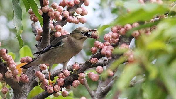 東港鎮的絲光椋鳥Sturnus sericeus　（2023