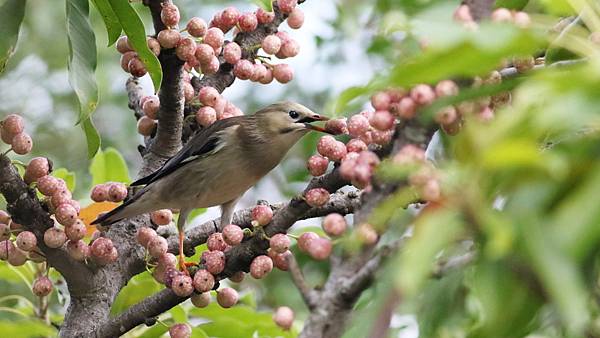 東港鎮的絲光椋鳥Sturnus sericeus　（2023