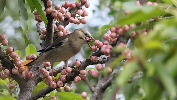 東港鎮的絲光椋鳥Sturnus sericeus　（2023