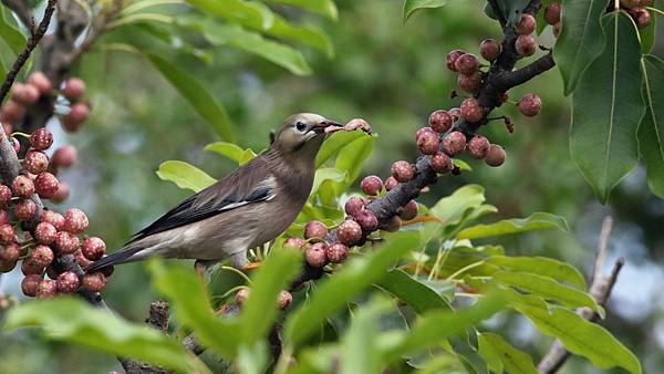 東港鎮的絲光椋鳥Sturnus sericeus　（2023