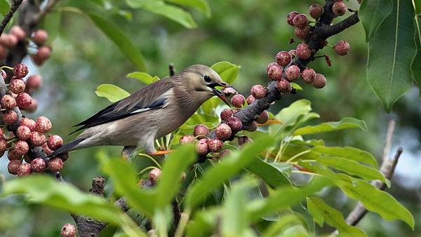 東港鎮的絲光椋鳥Sturnus sericeus　（2023