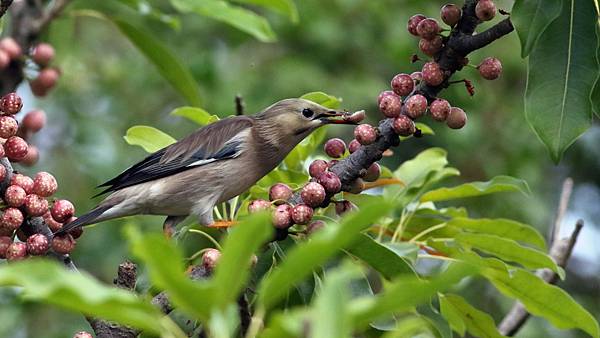 東港鎮的絲光椋鳥Sturnus sericeus　（2023