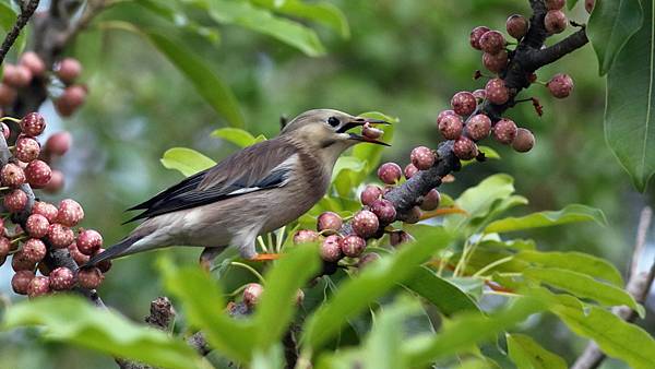 東港鎮的絲光椋鳥Sturnus sericeus　（2023