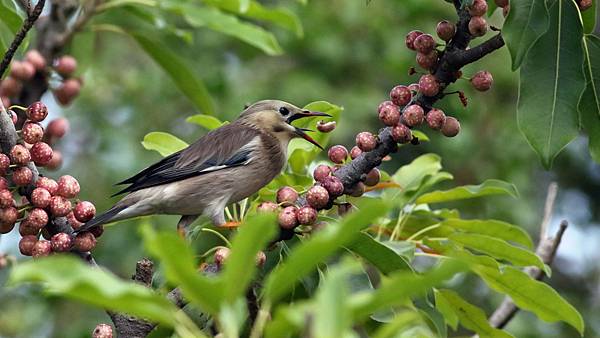 東港鎮的絲光椋鳥Sturnus sericeus　（2023