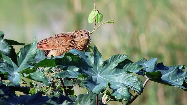 新園鄉的番鵑Centropus bengalensis （2