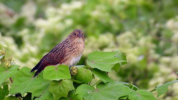 新園鄉的番鵑Centropus bengalensis （2