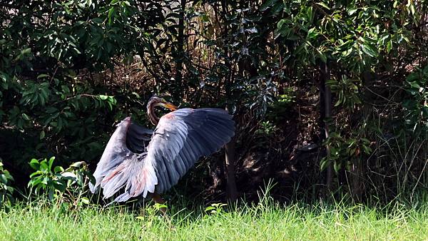 林邊鄉的紫鷺Ardea purpurea manilensi