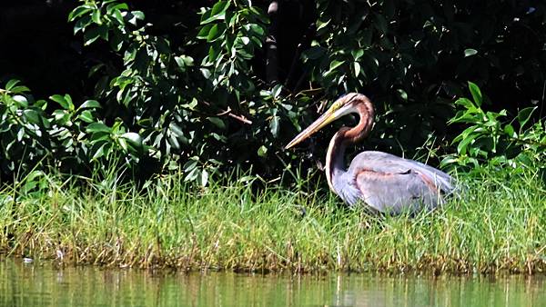 林邊鄉的紫鷺Ardea purpurea manilensi