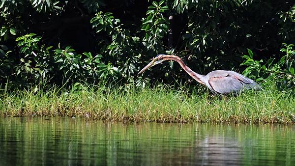 林邊鄉的紫鷺Ardea purpurea manilensi