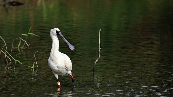 東港鎮背發報器的黑面琵鷺Platalea minor49E 