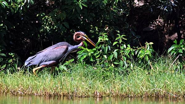 林邊鄉的紫鷺Ardea purpurea manilensi