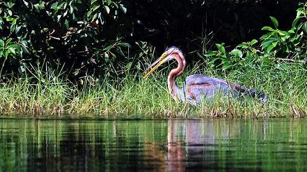 林邊鄉的紫鷺Ardea purpurea manilensi