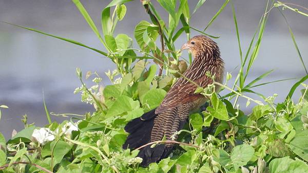 新園鄉的番鵑Centropus bengalensis （2