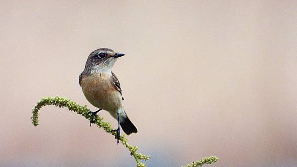 東港鎮的黑喉鴝Stonechat （2023-12-27）