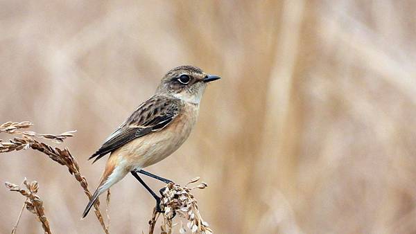 東港鎮的黑喉鴝Stonechat （2023-12-27）