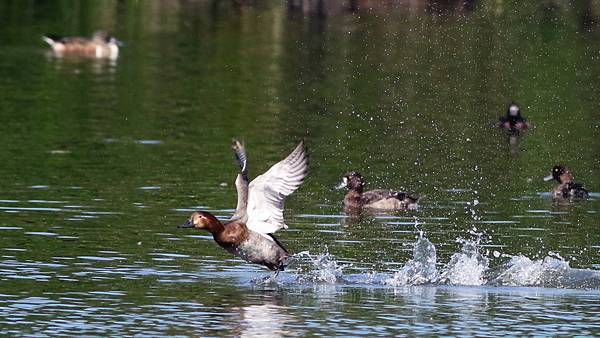 林邊鄉的紅頭潛鴨Pochard （2023-12-31）