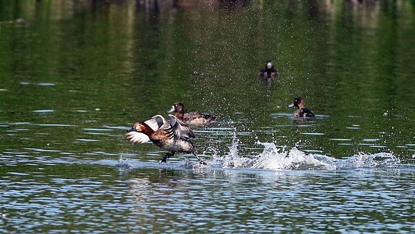 林邊鄉的紅頭潛鴨Pochard （2023-12-31）