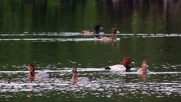 林邊鄉的紅頭潛鴨Pochard （2023-12-31）