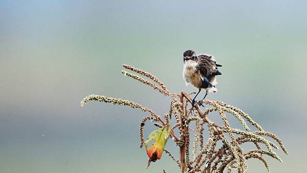 東港鎮的黑喉鴝Stonechat （2023-12-30）