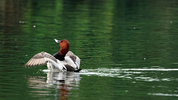 林邊鄉的紅頭潛鴨Pochard （2024-01-02）