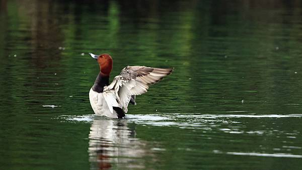 林邊鄉的紅頭潛鴨Pochard （2024-01-02）