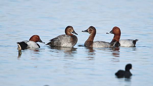 林邊鄉的紅頭潛鴨Pochard （2024-02-05）