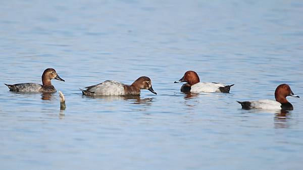 林邊鄉的紅頭潛鴨Pochard （2024-02-05）