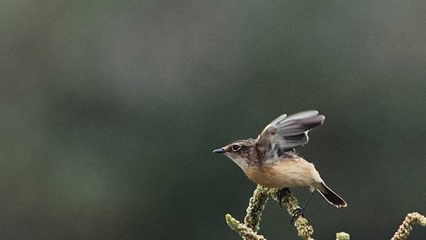 東港鎮的黑喉鴝Stonechat （2023-12-30）