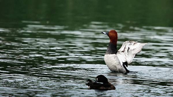 林邊鄉的紅頭潛鴨Pochard （2024-01-02）