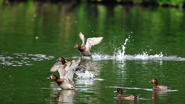 林邊鄉的紅頭潛鴨Pochard （2024-01-02）