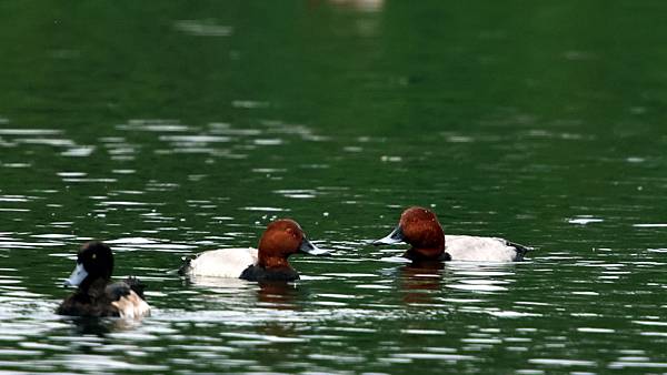 林邊鄉的紅頭潛鴨Pochard （2024-01-02）