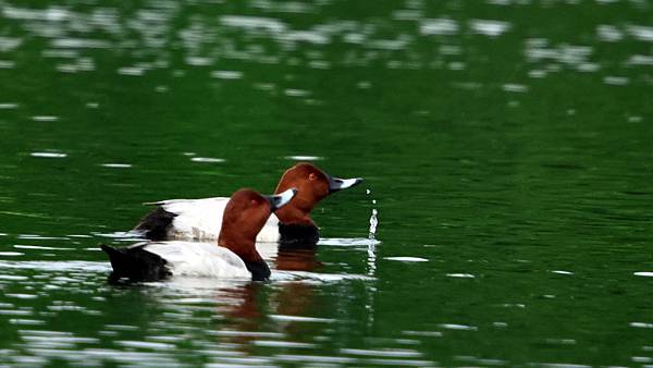 林邊鄉的紅頭潛鴨Pochard （2024-01-02）