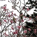 山櫻花与綠秀眼1.jpg