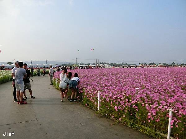 台中新社花海