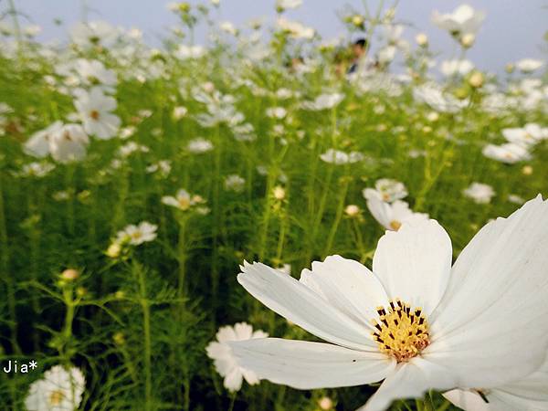 台中新社花海 波斯菊