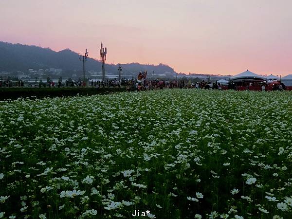 台中新社花海 夕陽