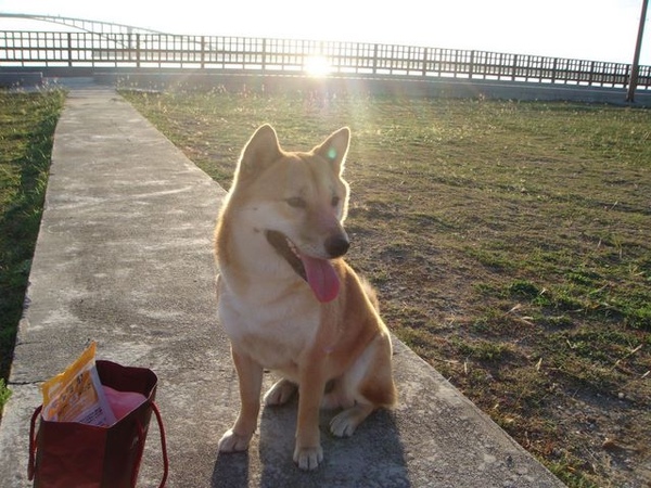 帶HERO到公園曬太陽