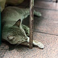 Cat@Bangkok_35.jpg