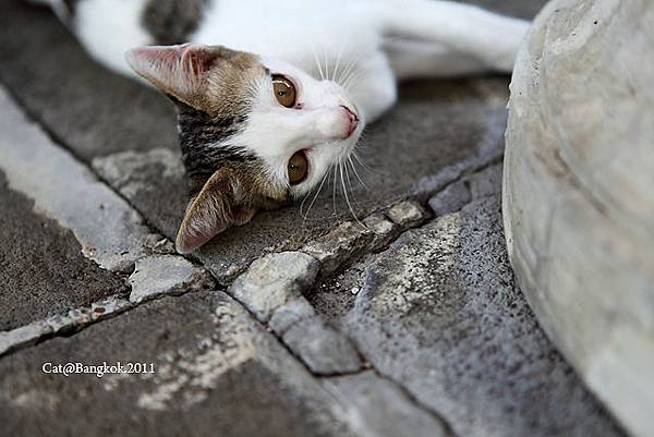 Cat@Bangkok_38.jpg