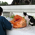 Cat@Bangkok_40.jpg