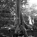 Ta Prohm_7