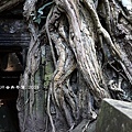 Ta Prohm_11