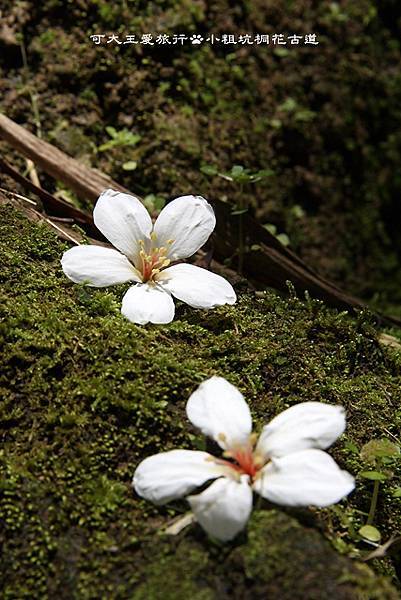 Tung Blossom_5