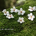 Tung Blossom_12